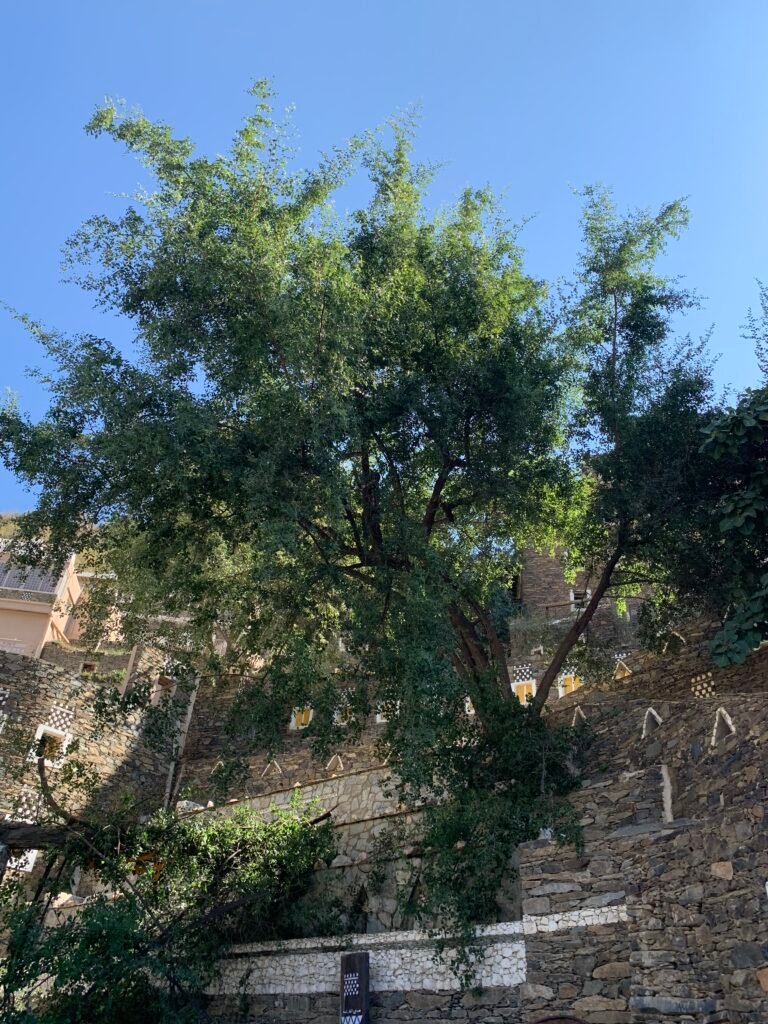 Precarious tree pruning at the Rijal Alma'a Museum. Can you spot the tree pruner?