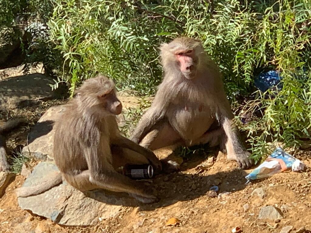 Baboon and trash by the cliffs at Soudah.