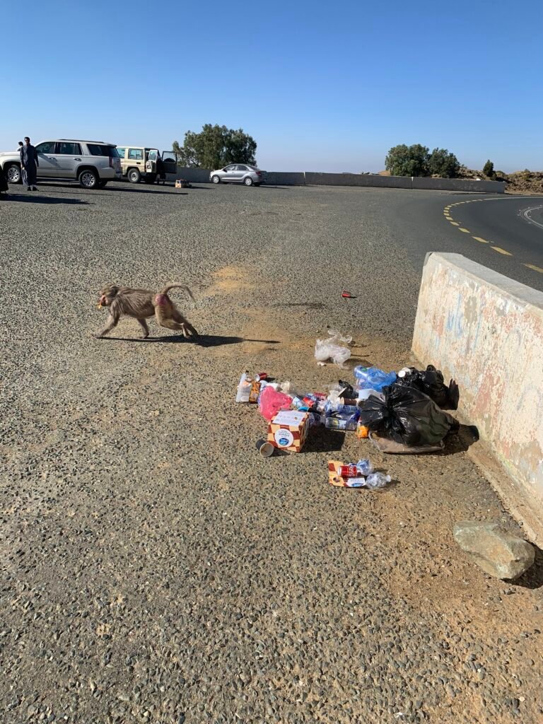 More baboons and the trail of rubbisg they leave before despite the trash being neatly tied up by the cleaner on duty. Monkey proof bins would be one solution.