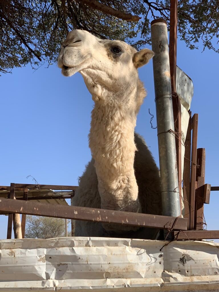 Friendly Camels in the enclosure we visited as part of the Edge of the World Tour.
