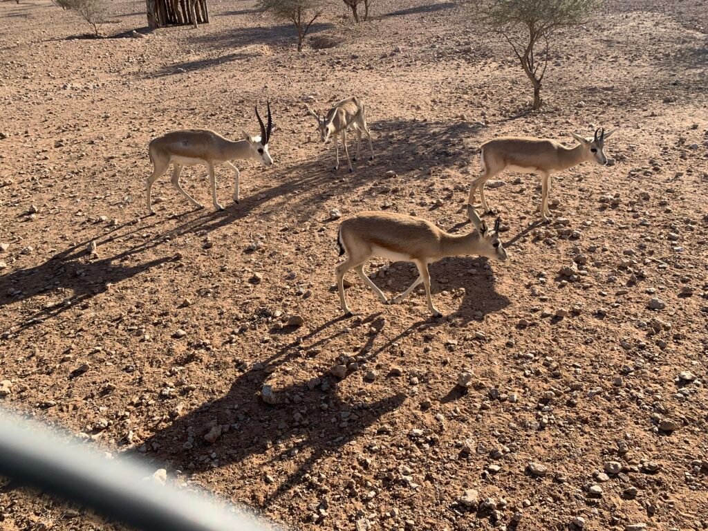 Gazelles may be interested in you if there bring the greens.