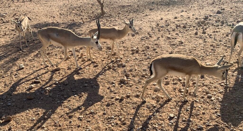 Gazelles at an enclosure as part of the Edge of the World Tour