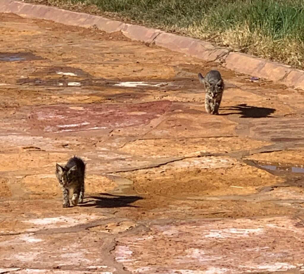 Hungry Kittens at the A'arif Fort in Hail Saudi Arabia