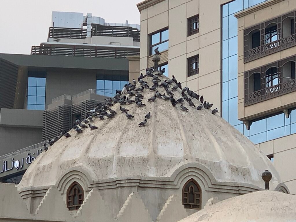 Lots of pigeons chased around and fed, now resting on the roof of Mosque if Al-Ghamama