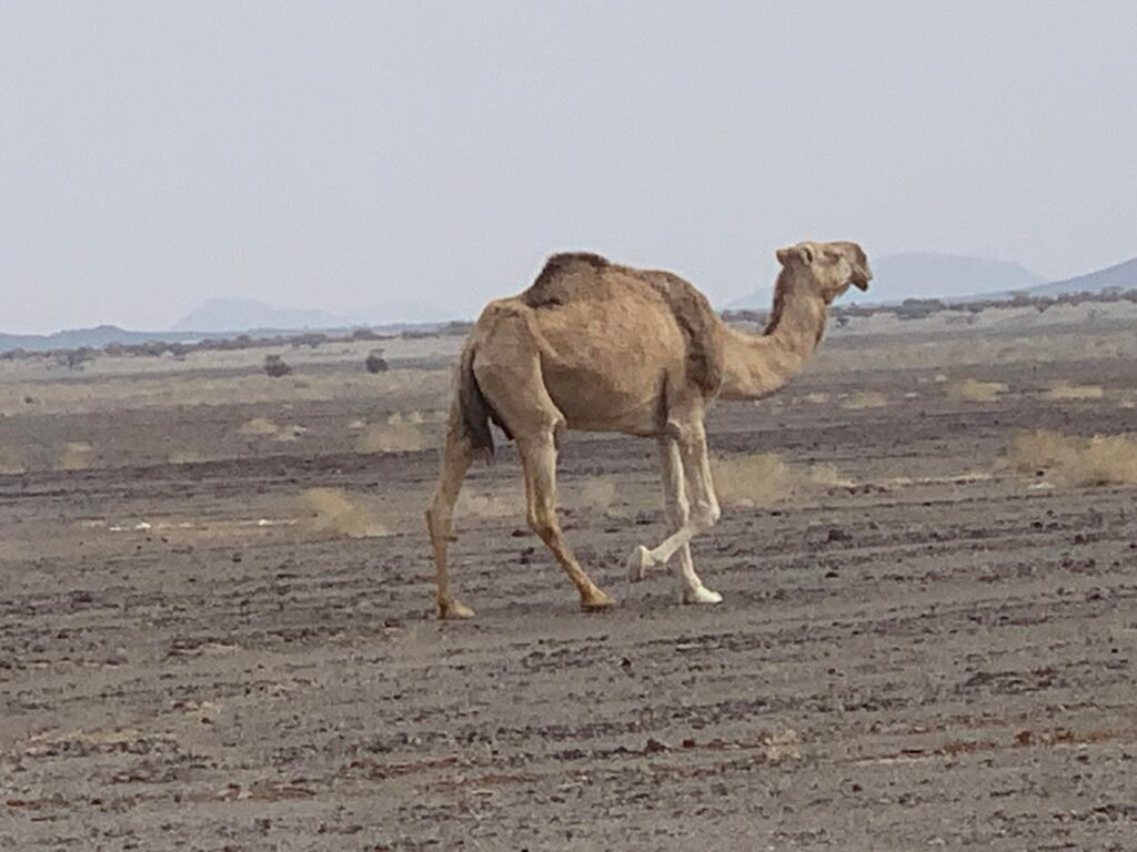 The lone camel trotting across the desert near to the Al Wa' Bah Crater