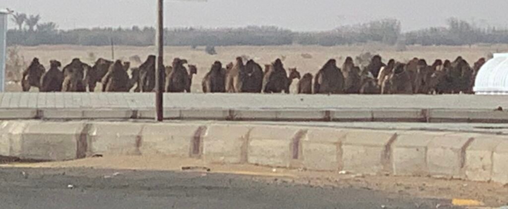 My phone camera got overheated and missed the spectacle of this entire herd crossing the highway roundabout