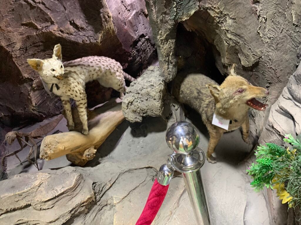 Taxidermised nature on the highest floor of the Al Taybat City Museum of Science and Information.