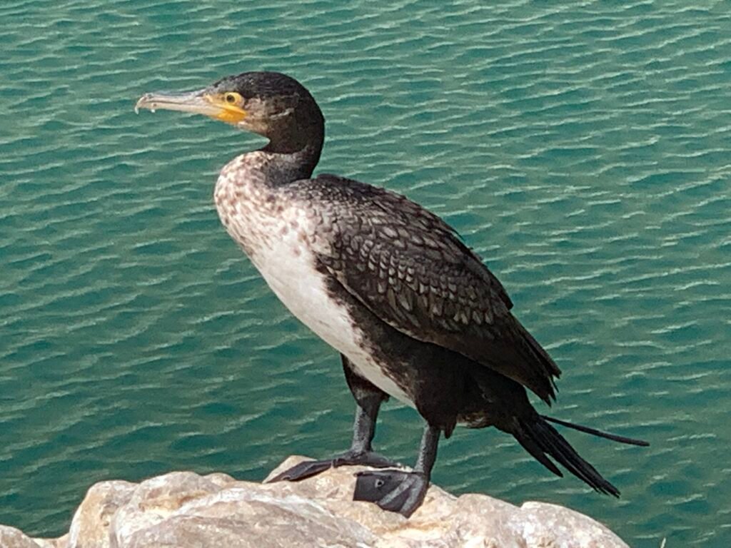 the sultanate of oman. A cormorant at Wadi Bani Khalid. Bird watching and dipping in the wadi is free.