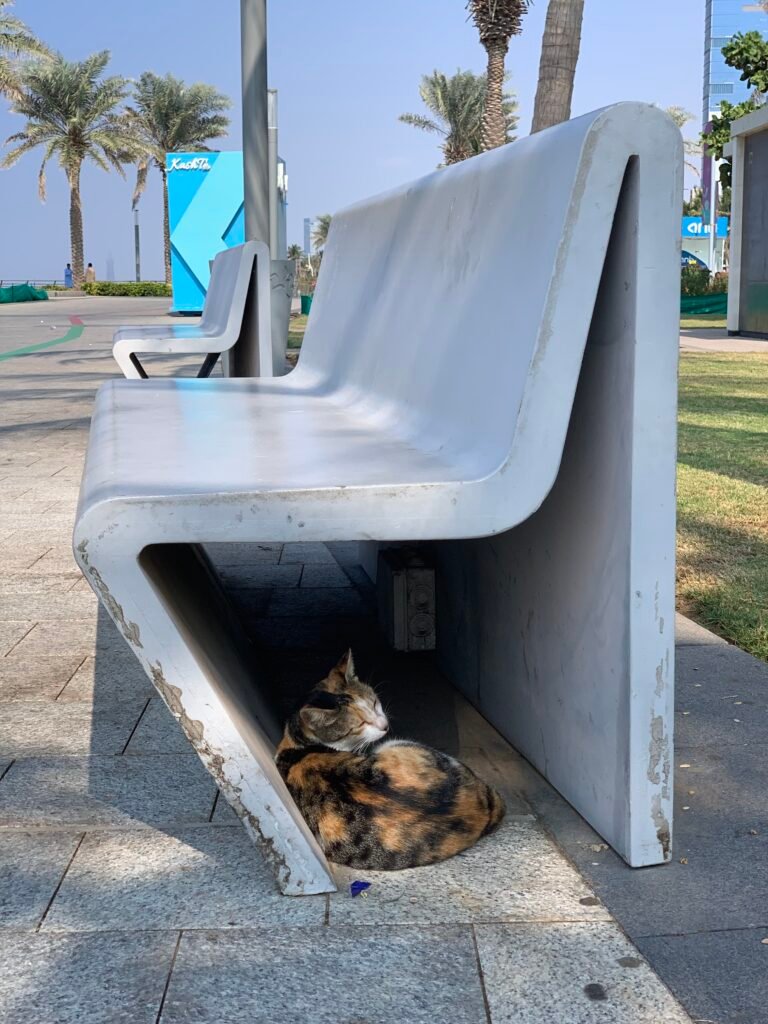 Smart cat has got a cool and comfy spot under the city bench. Jeddah really does love cat. See how they love them at Al Balad....