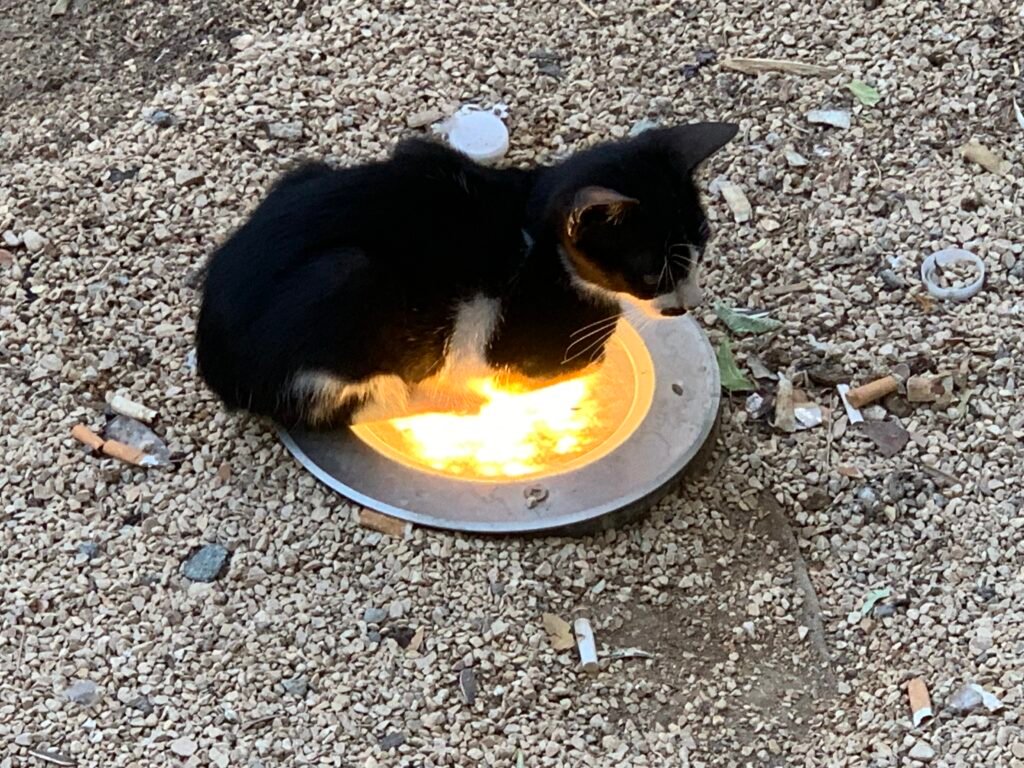 A cat seeking warmth from the light in Al Balad district at Jeddah.