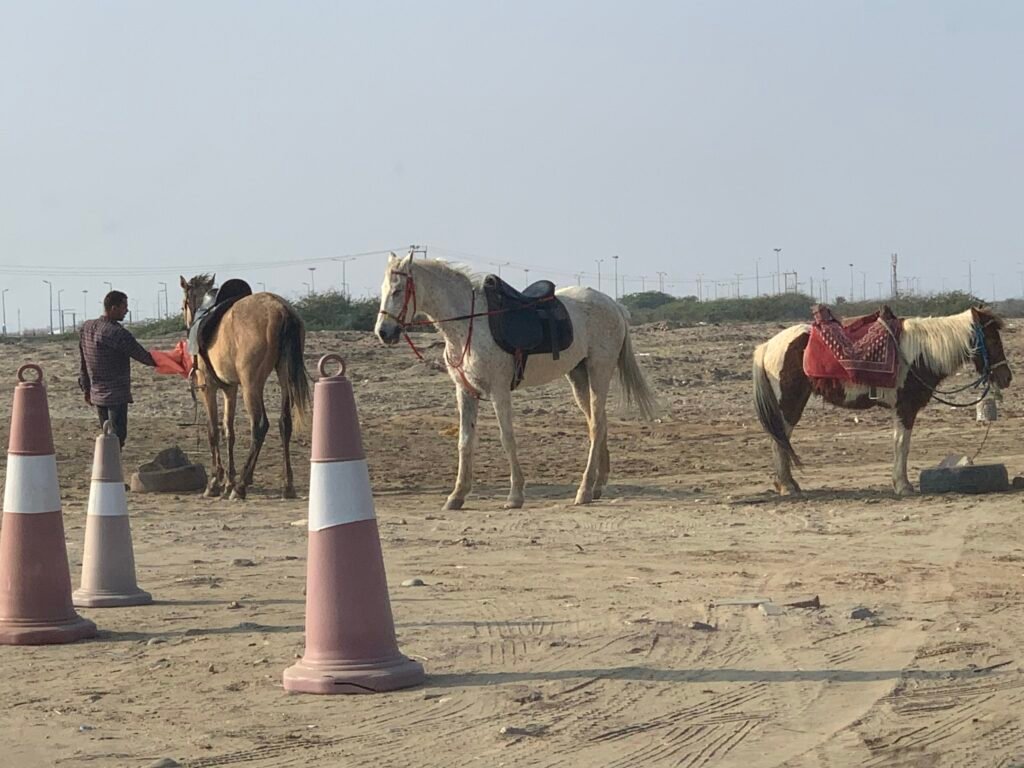 Horse riding at Al Shoqiq Beach