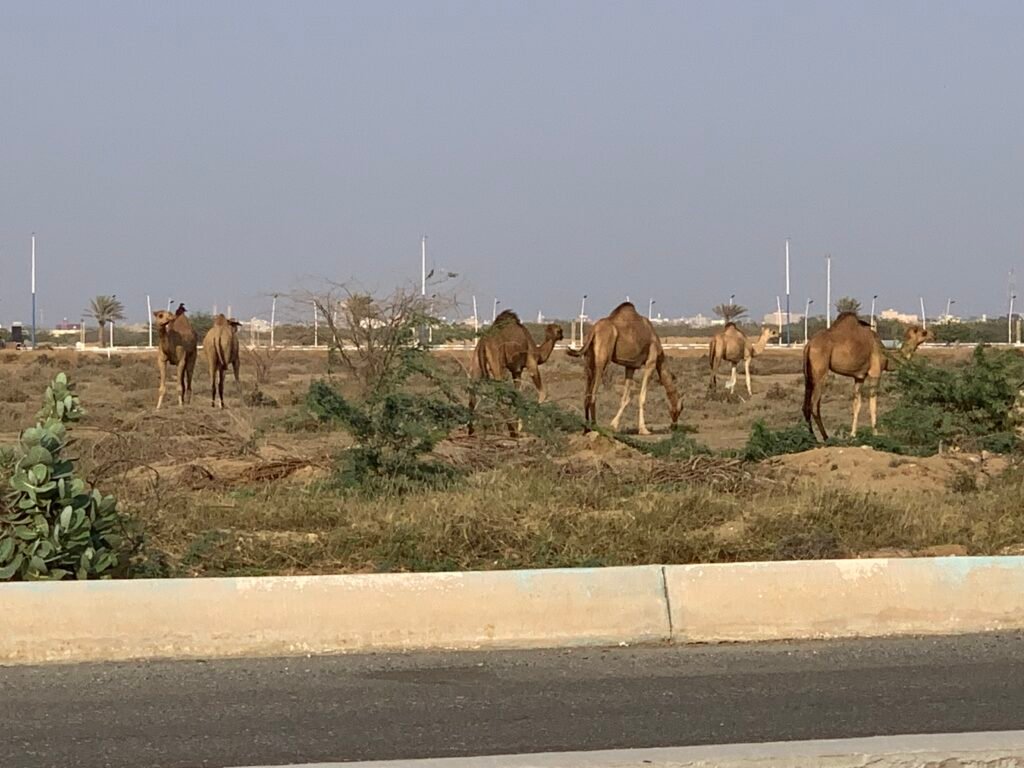 Camels grazing at Al Shoqiq Beach