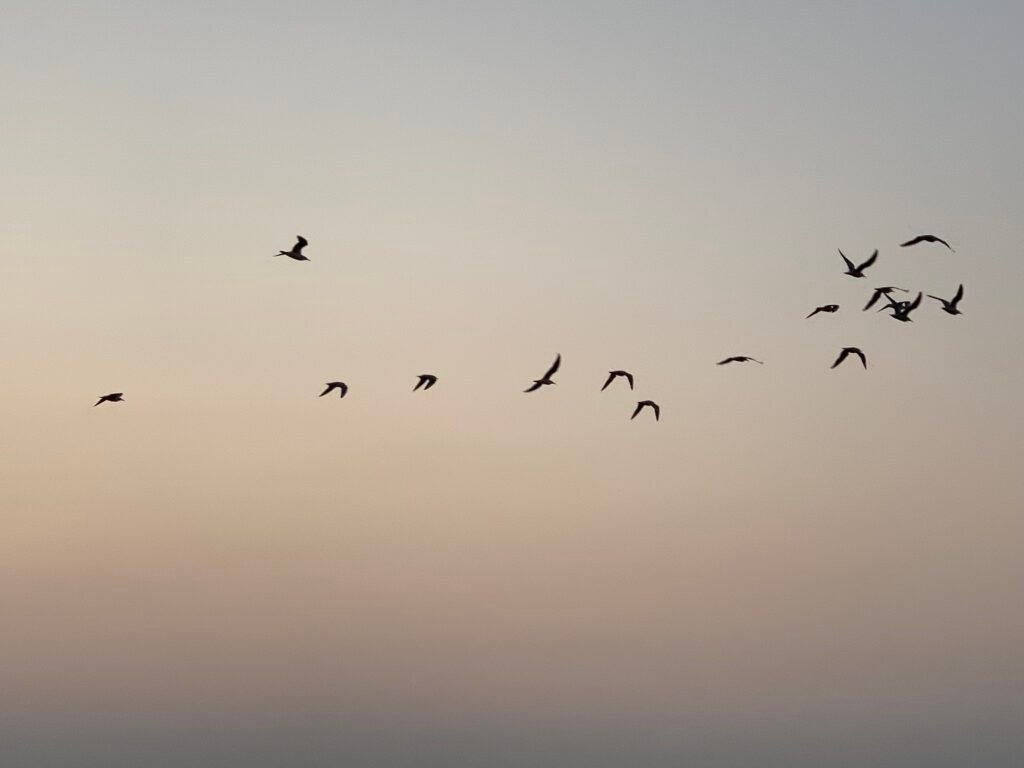 Birds against the Red Sea Sunset