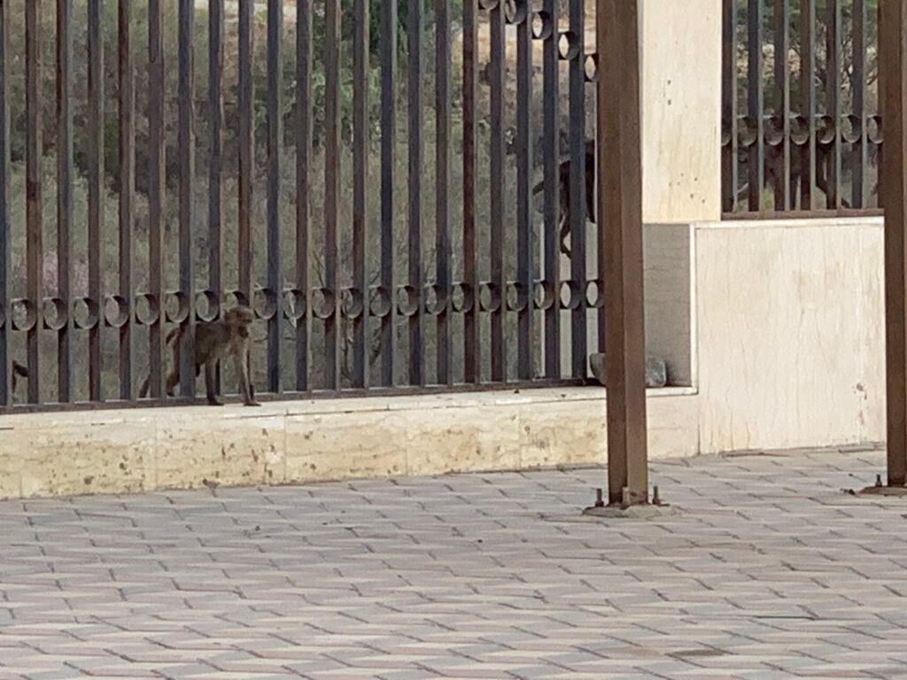 Monkeys and Baboons at the first rest stop up Fayfa Mountains
