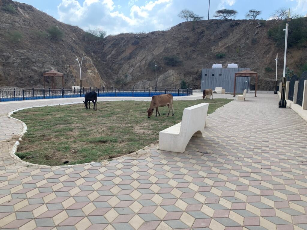 Three cows grazing the park grass at the rest stop up Faifa Mountains