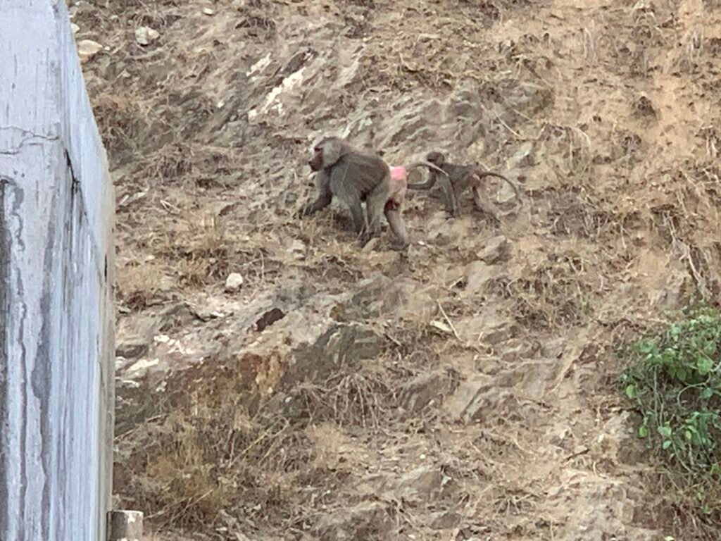 It's hard to miss any baboons as they are pretty loud and active.