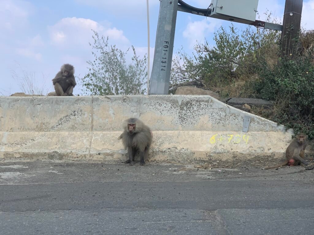 More baboons right at the side of the road up Faifa Mountains.