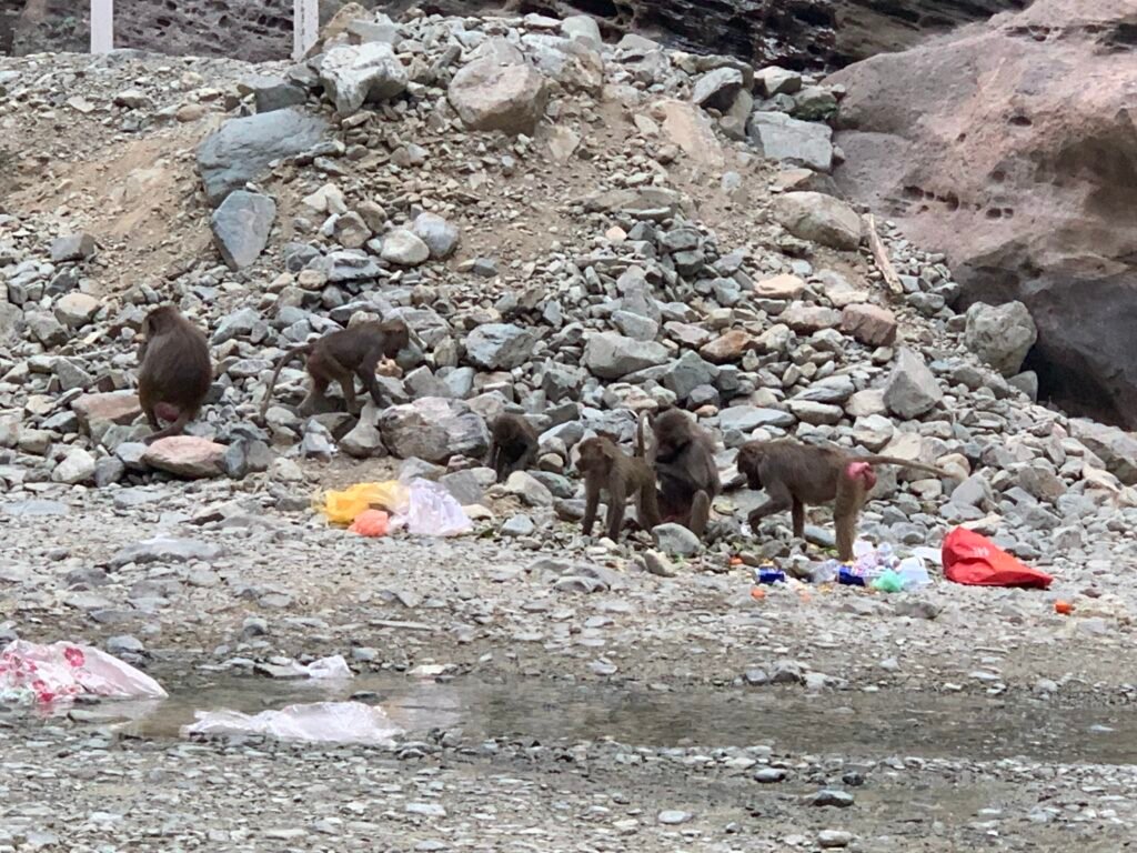 Monkeying around trash and creating more litter. This could be solved by money proof bins.