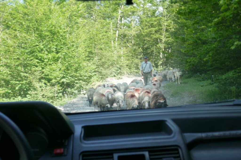 Border Crossings to Albania. Sheep on the road from Theth to Shkoder, enroute to Montenegro.